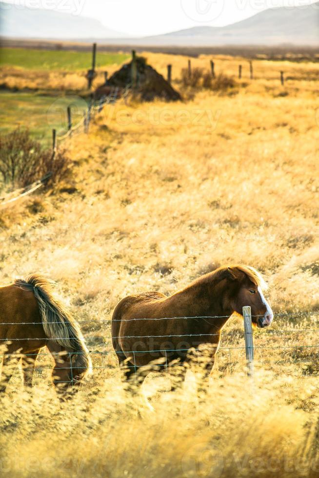 Icelandic horse live in farm photo