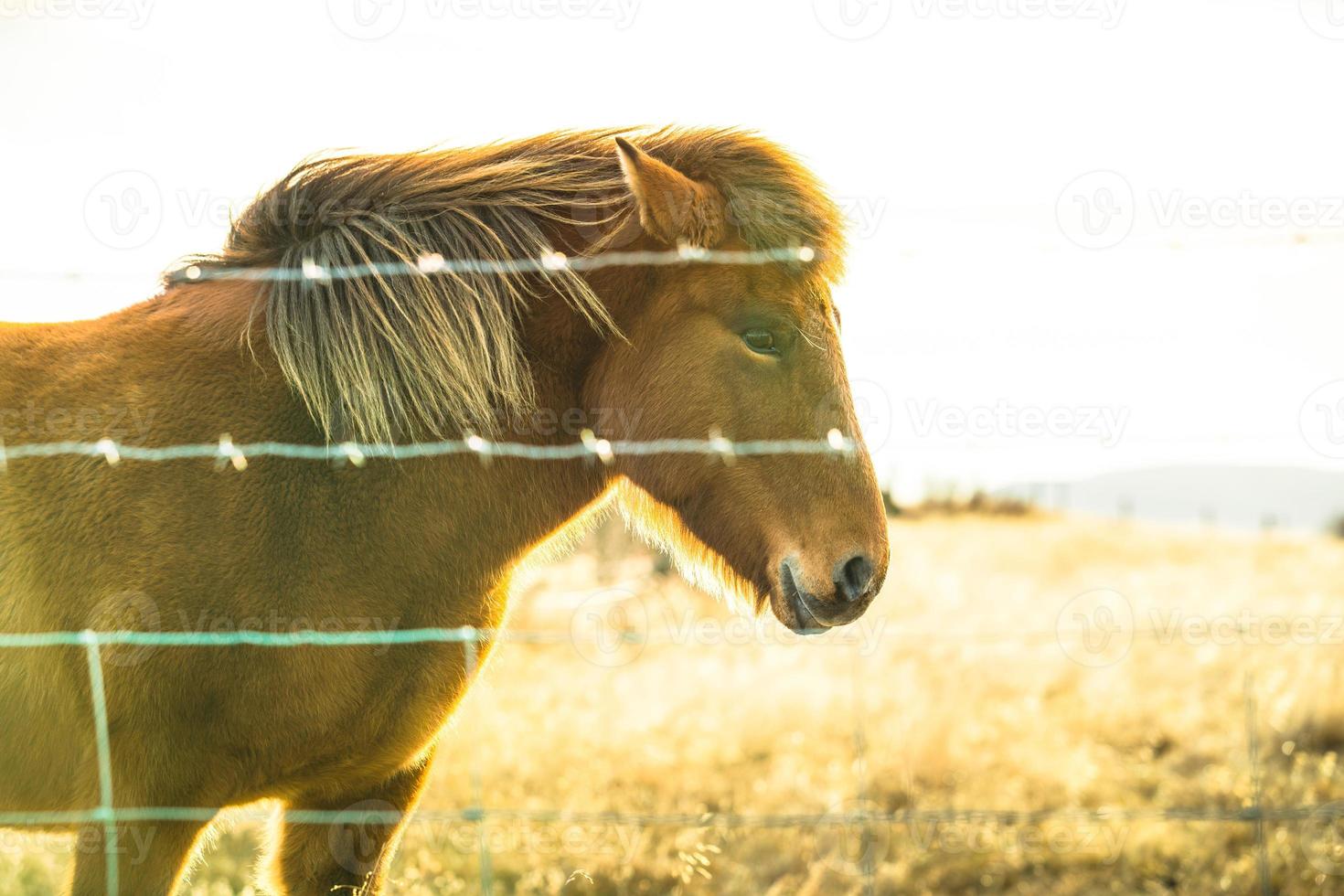 Icelandic horse live in farm photo