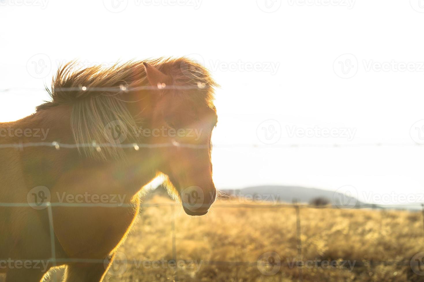 Icelandic horse live in farm photo