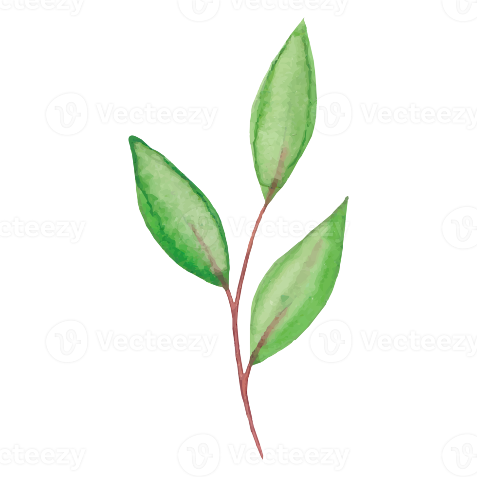 Flower and Leaf Illustration png