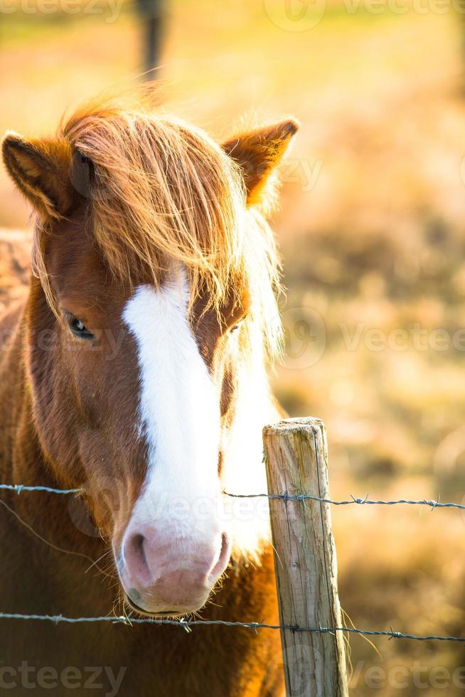 Icelandic horse live in farm photo