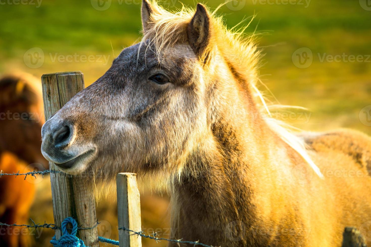 Icelandic horse live in farm photo