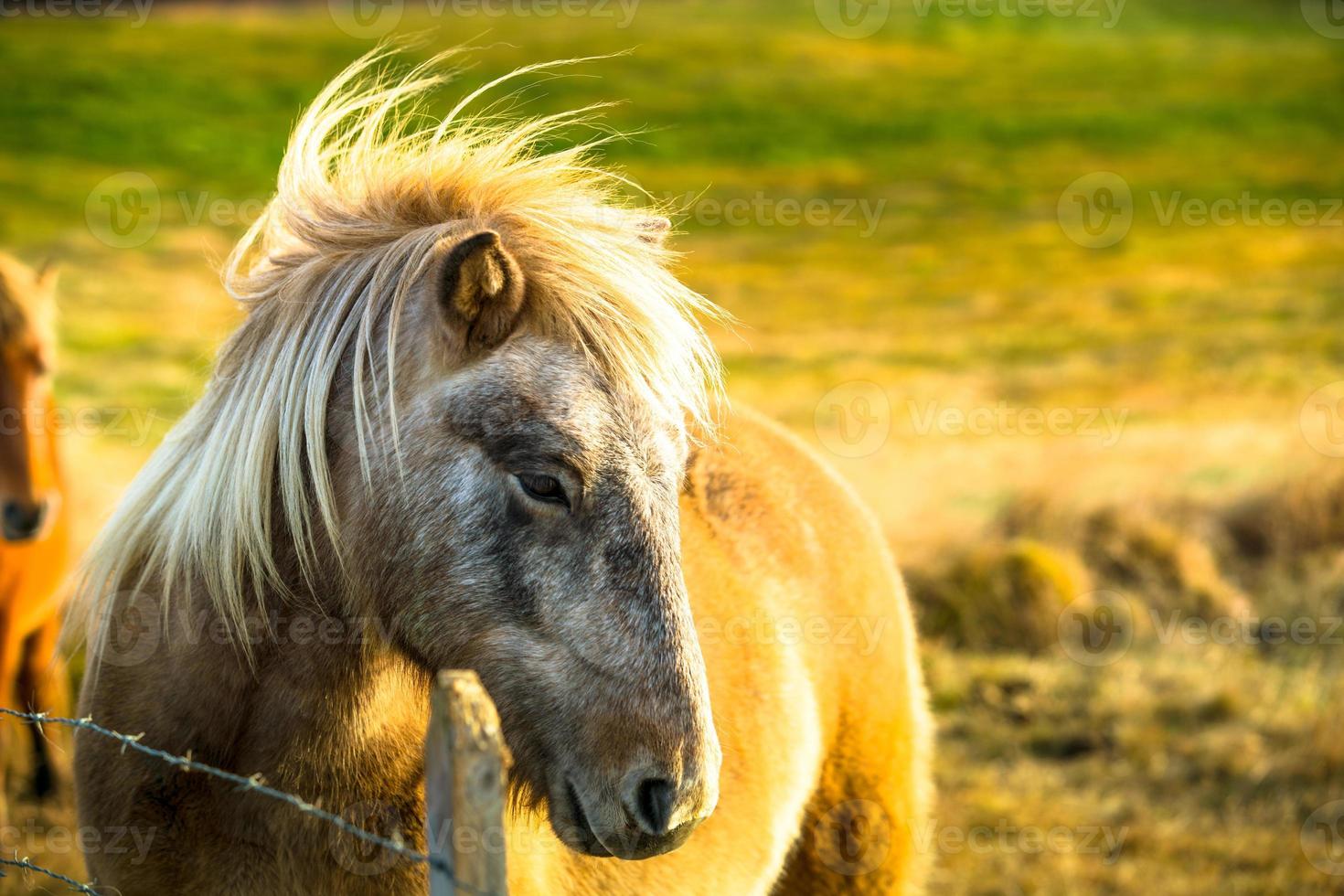 Icelandic horse live in farm photo