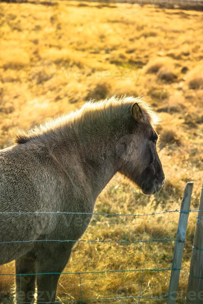 Icelandic horse live in farm photo