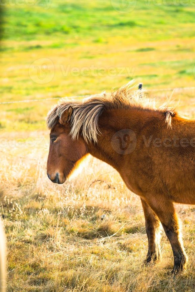 Icelandic horse live in farm photo