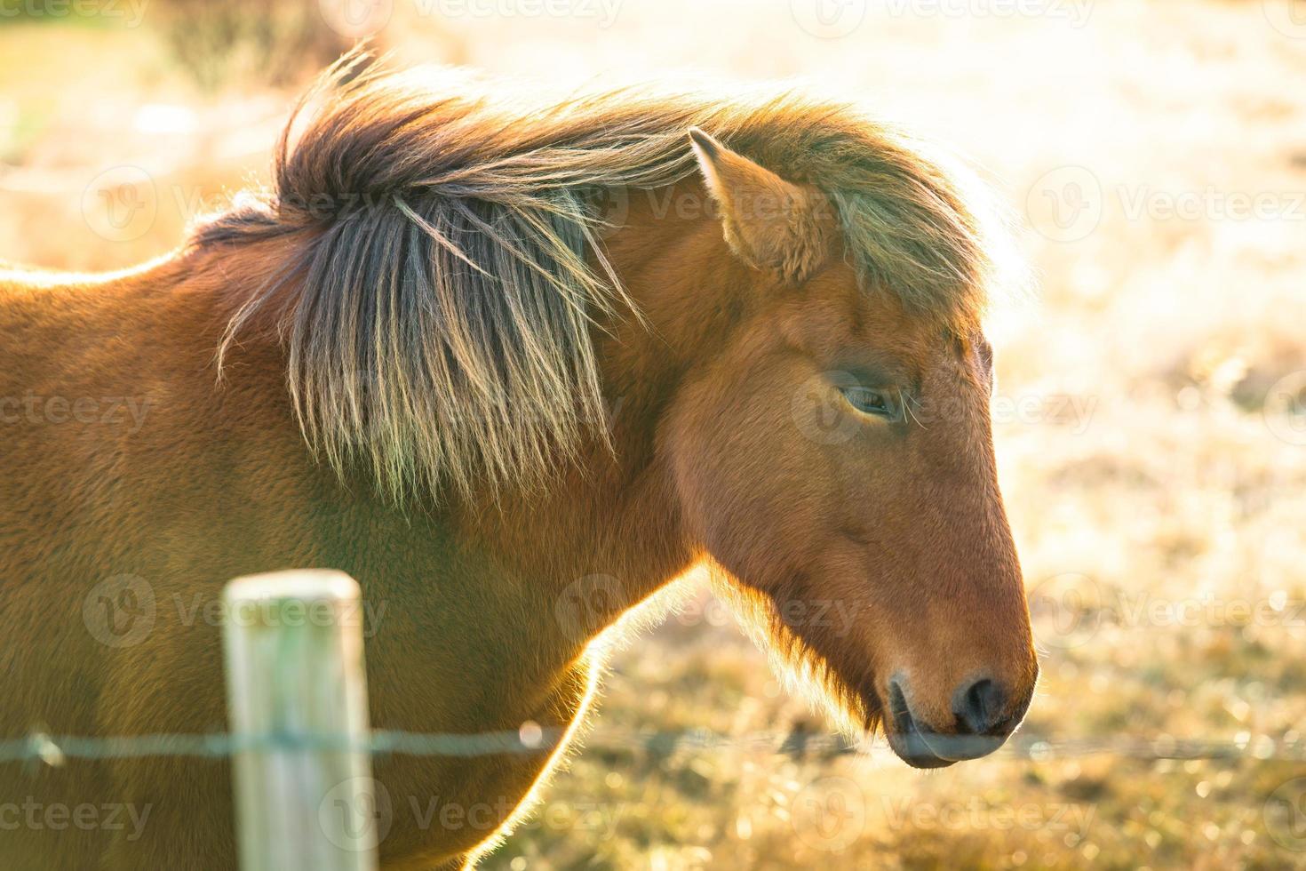 Icelandic horse live in farm photo