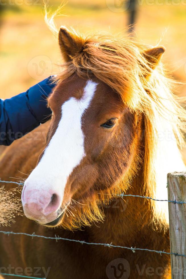 caballo islandés vive en una granja foto