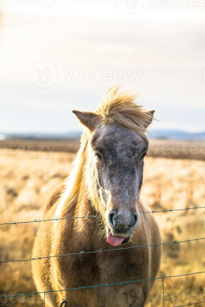 Icelandic horse live in farm photo