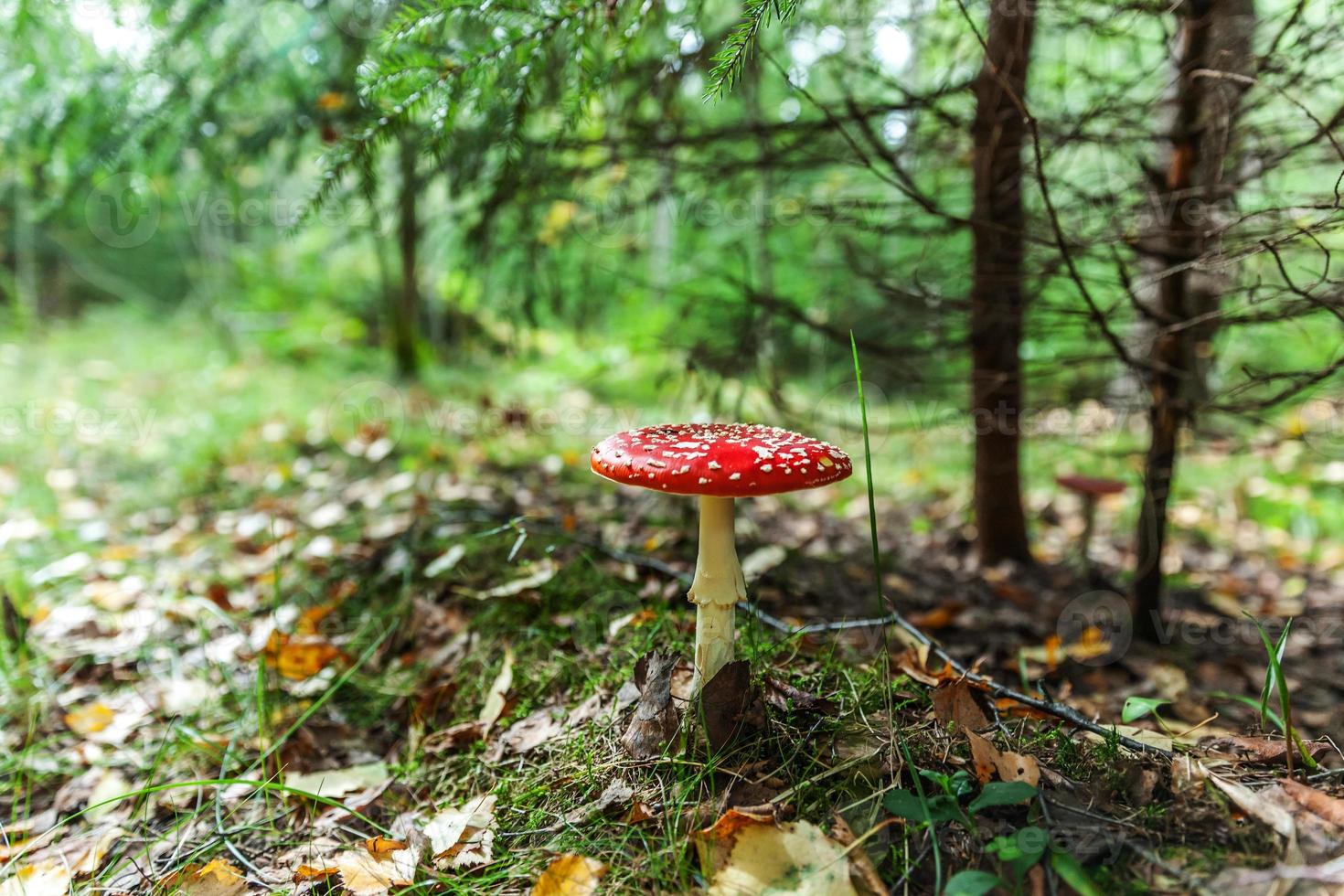 Toxic and hallucinogen mushroom Fly Agaric in grass on autumn forest background. Red poisonous Amanita Muscaria fungus macro close up in natural environment. Inspirational natural fall landscape. photo