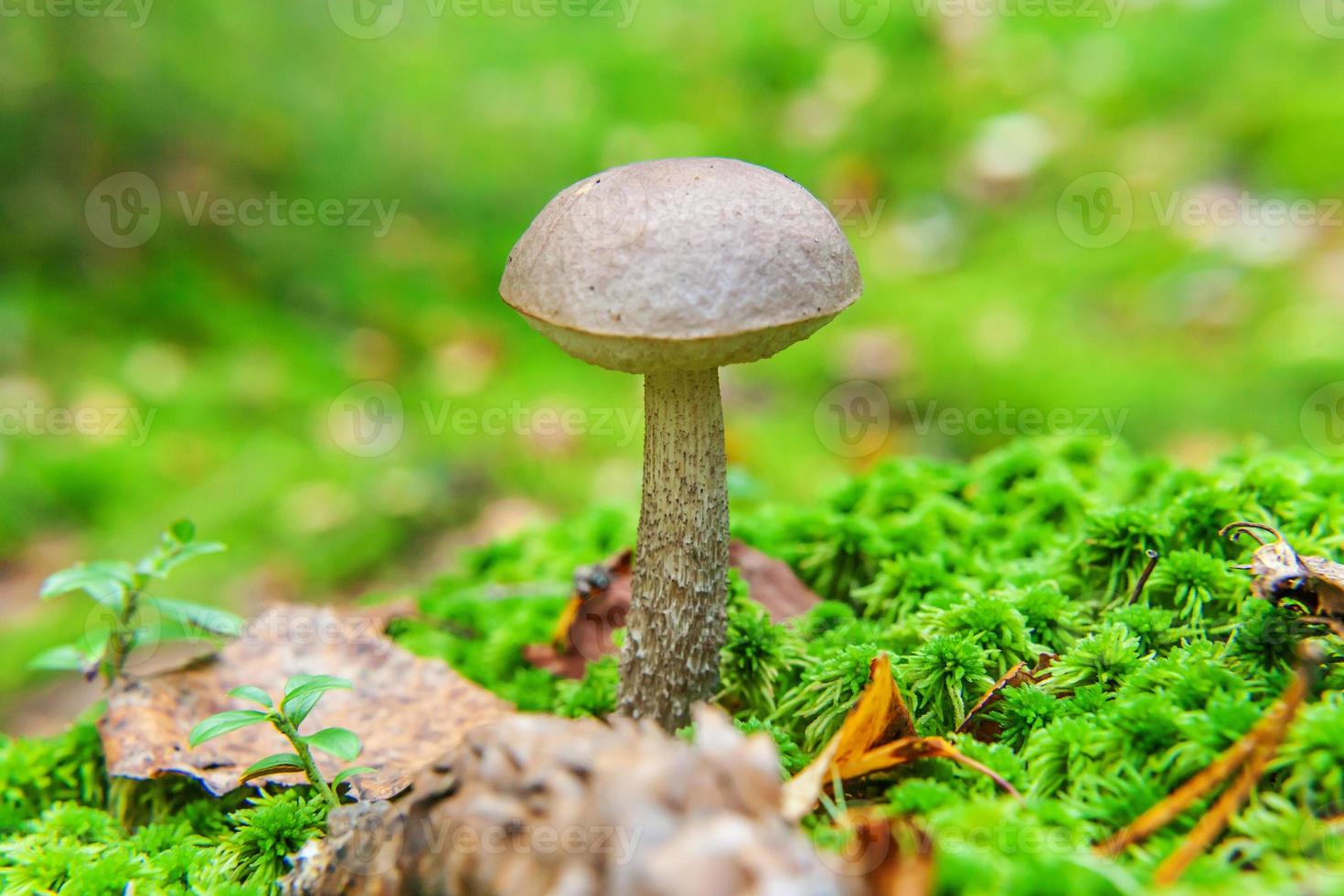 Edible small mushroom with brown cap Penny Bun leccinum in moss autumn forest background. Fungus in the natural environment. Big mushroom macro close up. Inspirational natural summer fall landscape photo