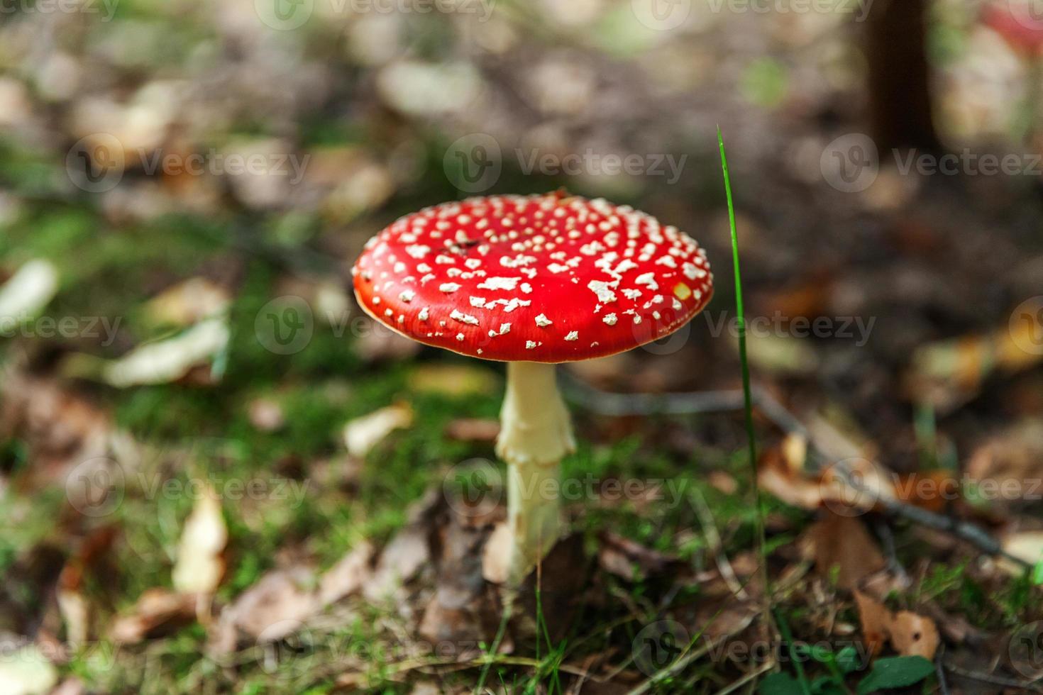 Toxic and hallucinogen mushroom Fly Agaric in grass on autumn forest background. Red poisonous Amanita Muscaria fungus macro close up in natural environment. Inspirational natural fall landscape. photo