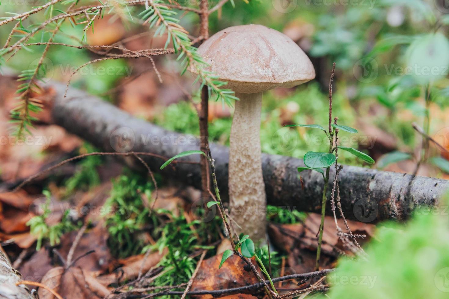 Edible small mushroom with brown cap Penny Bun leccinum in moss autumn forest background. Fungus in the natural environment. Big mushroom macro close up. Inspirational natural summer fall landscape photo