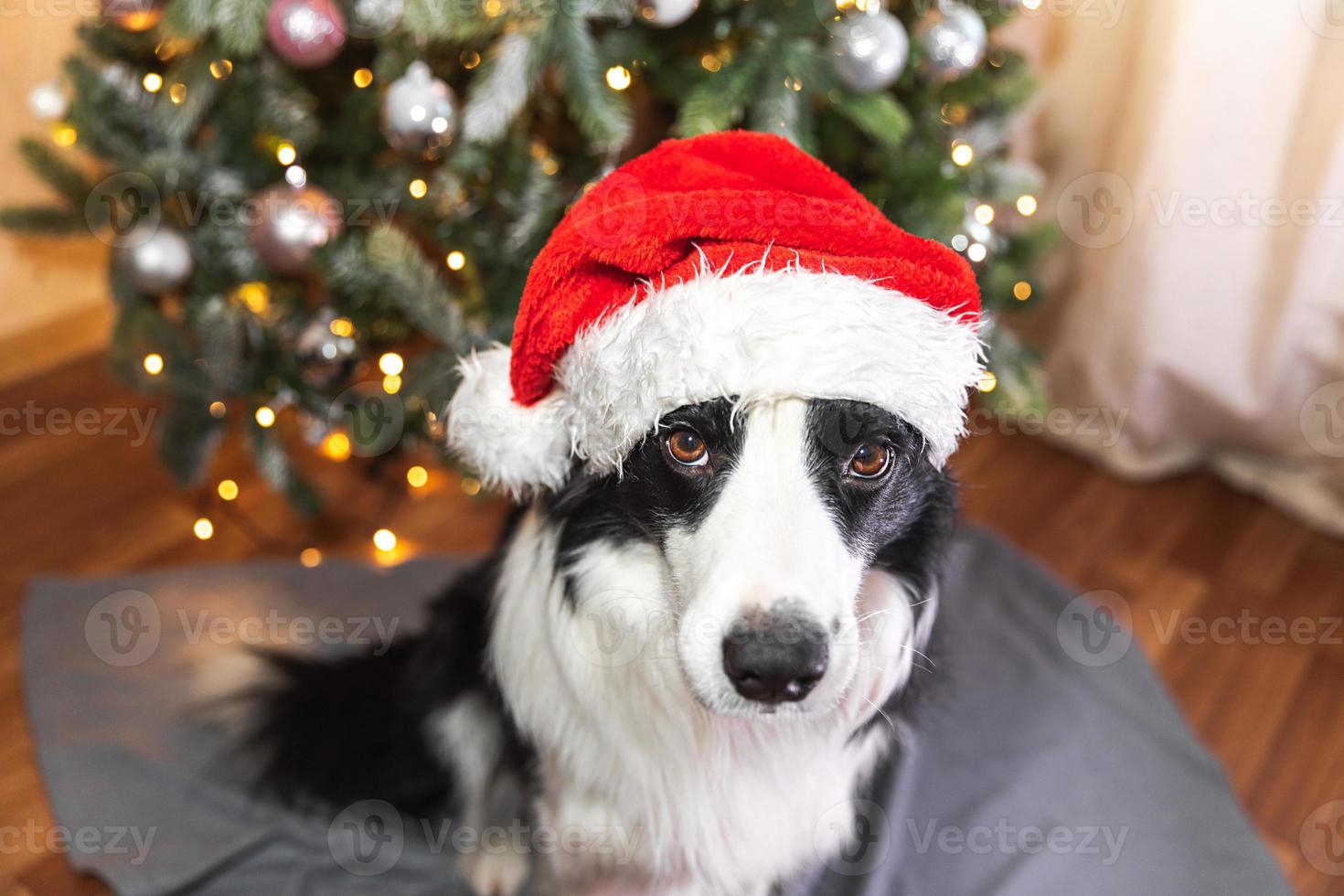 Funny cute puppy dog border collie wearing Christmas costume red Santa Claus hat near Christmas tree at home indoor. Preparation for holiday. Happy Merry Christmas concept. photo