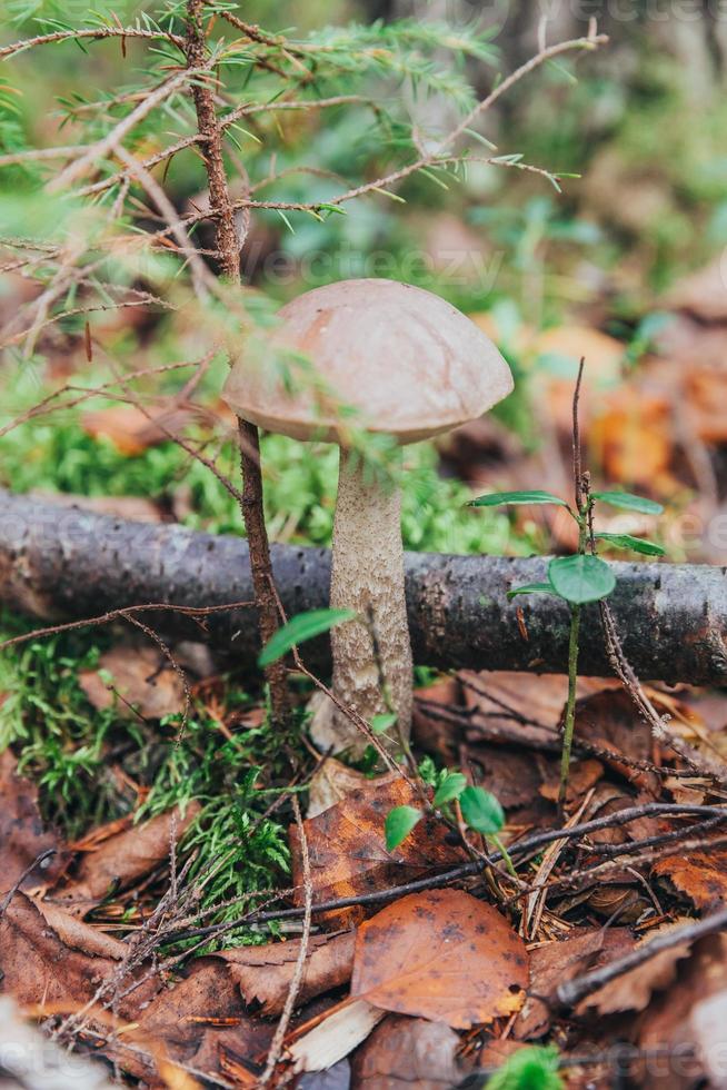 Edible small mushroom with brown cap Penny Bun leccinum in moss autumn forest background. Fungus in the natural environment. Big mushroom macro close up. Inspirational natural summer fall landscape photo