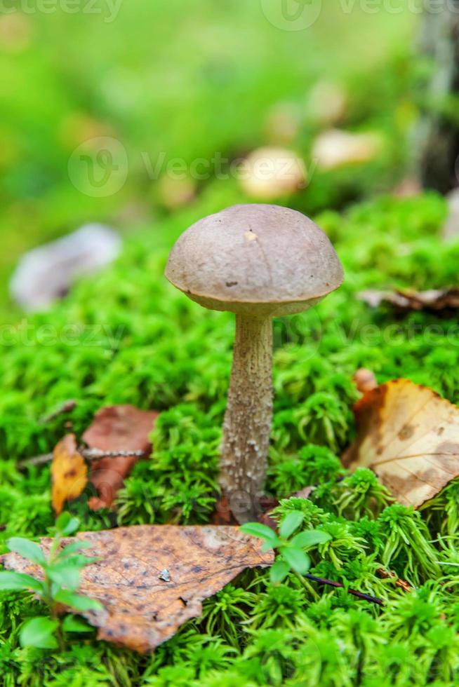 Edible small mushroom with brown cap Penny Bun leccinum in moss autumn forest background. Fungus in the natural environment. Big mushroom macro close up. Inspirational natural summer fall landscape photo
