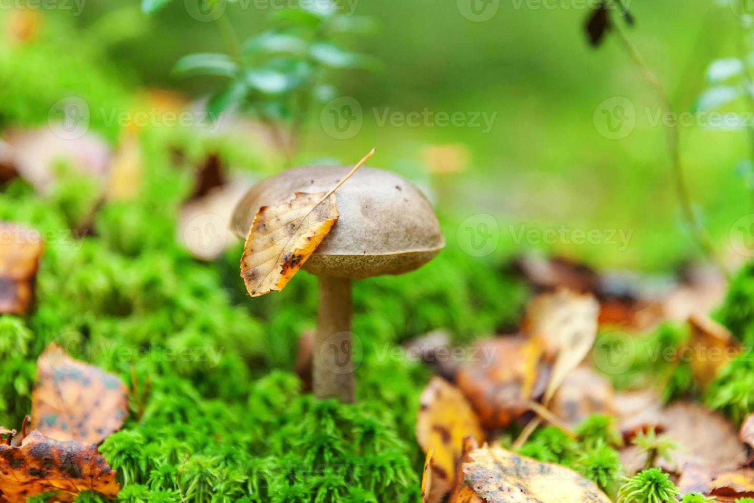 Edible small mushroom with brown cap Penny Bun leccinum in moss autumn forest background. Fungus in the natural environment. Big mushroom macro close up. Inspirational natural summer fall landscape photo