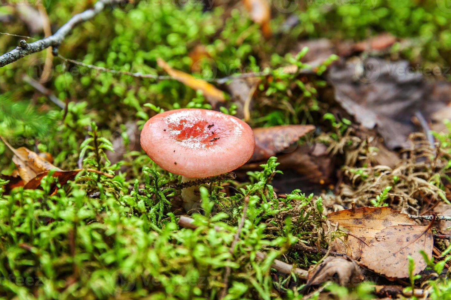 Edible small mushroom Russula with red russet cap in moss autumn forest background. Fungus in the natural environment. Big mushroom macro close up. Inspirational natural summer or fall landscape. photo