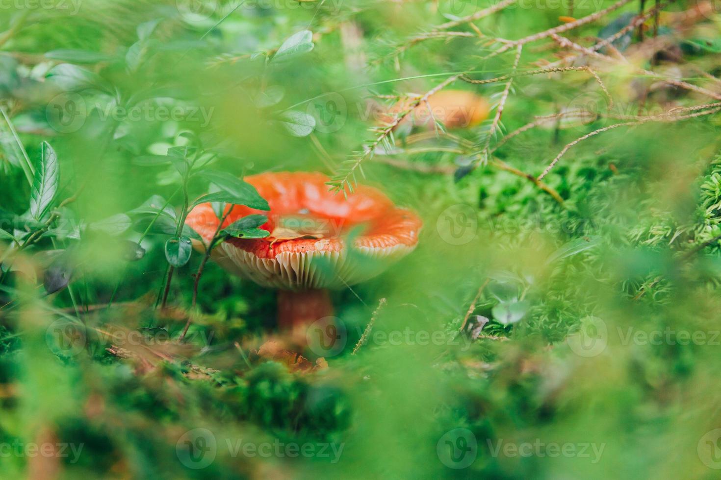Edible small mushroom Russula with red russet cap in moss autumn forest background. Fungus in the natural environment. Big mushroom macro close up. Inspirational natural summer or fall landscape. photo