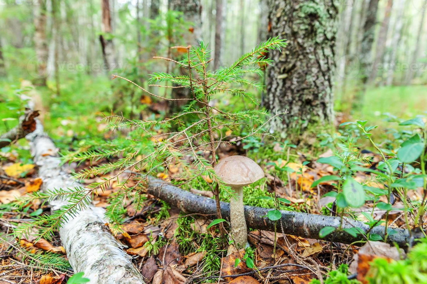 Edible small mushroom with brown cap Penny Bun leccinum in moss autumn forest background. Fungus in the natural environment. Big mushroom macro close up. Inspirational natural summer fall landscape photo