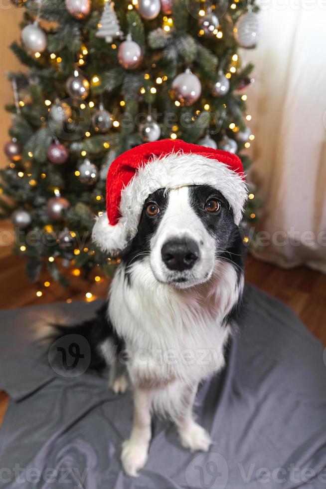 Gracioso lindo cachorro border collie vistiendo traje de navidad sombrero rojo de santa claus cerca del árbol de navidad en casa interior. preparación para las vacaciones. feliz concepto de feliz navidad. foto