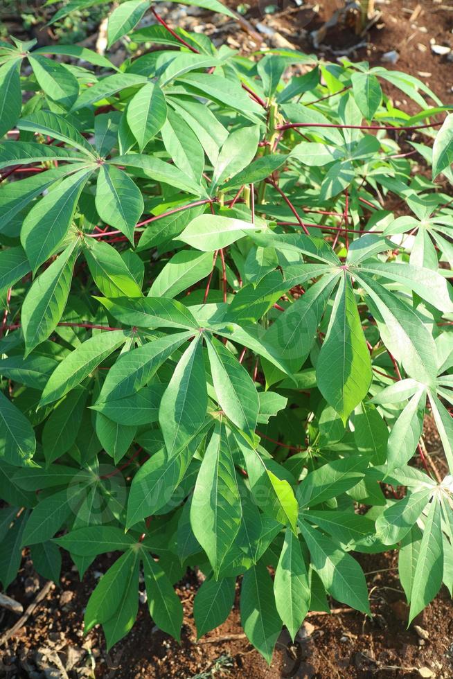 the lush green leaves of the cassava plant photo