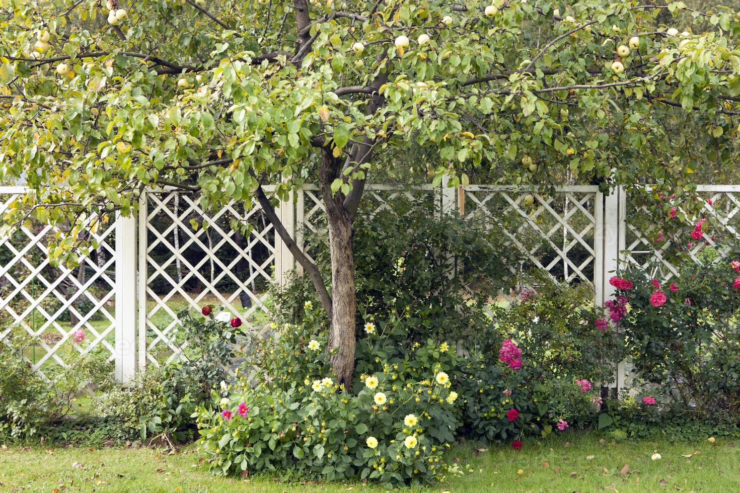 Fruit tree of apple tree against the background of pergola photo