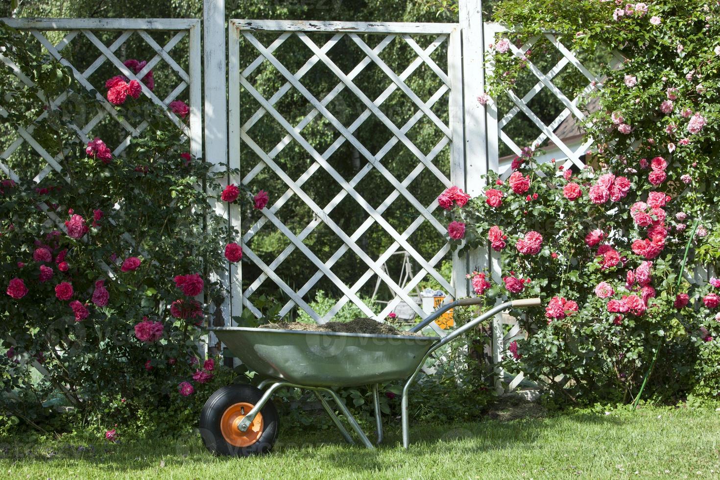 Garden car, white pergola and roses red braided photo