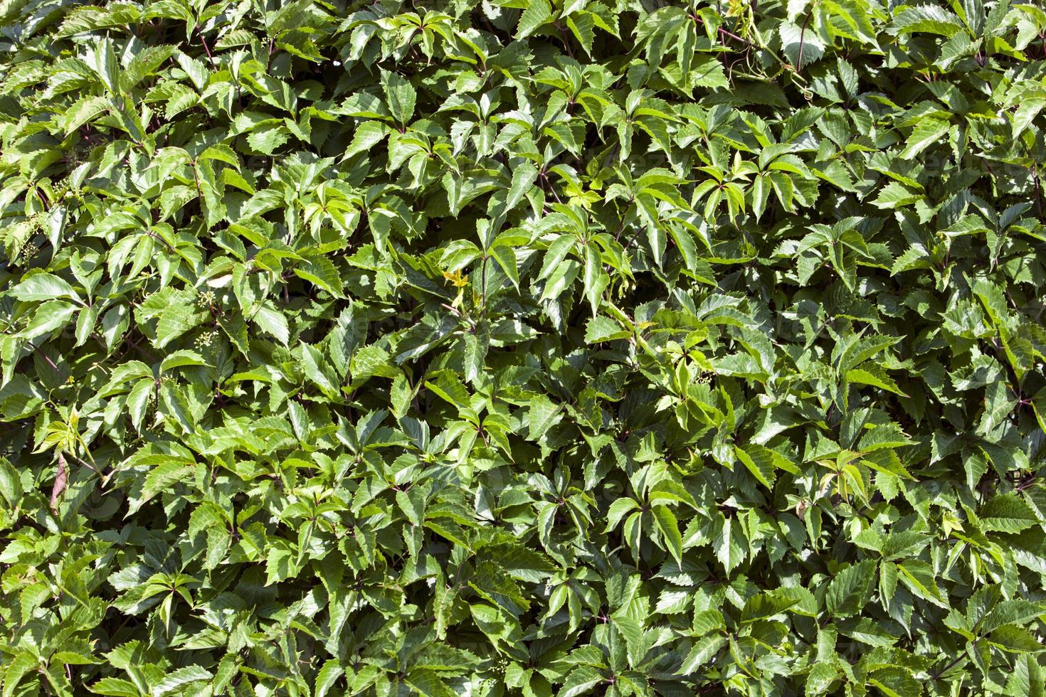 Green leaves of wild grapes photo