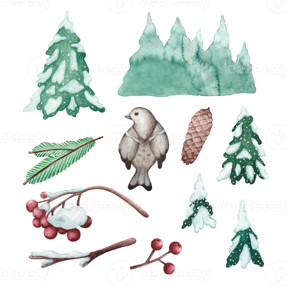 Set of watercolor illustrations of forest elements. Bird, cones, pines, spruce and rowan branches. Winter set for scrapbooking, postcards or stickers png