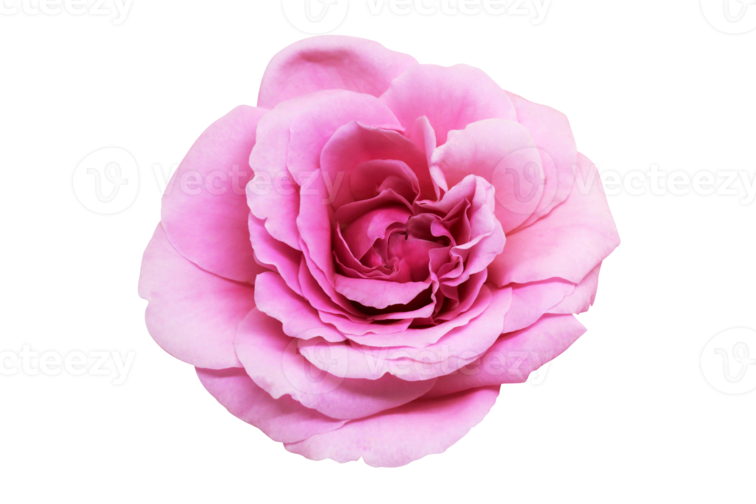 roze roos bloem geïsoleerd met knipsel pad. png