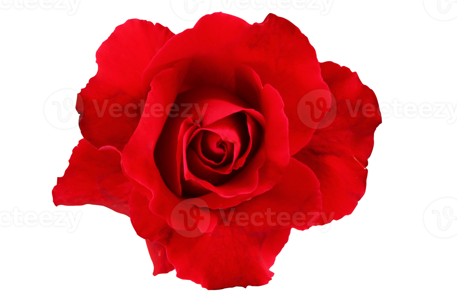 Red rose isolated with clipping path. png