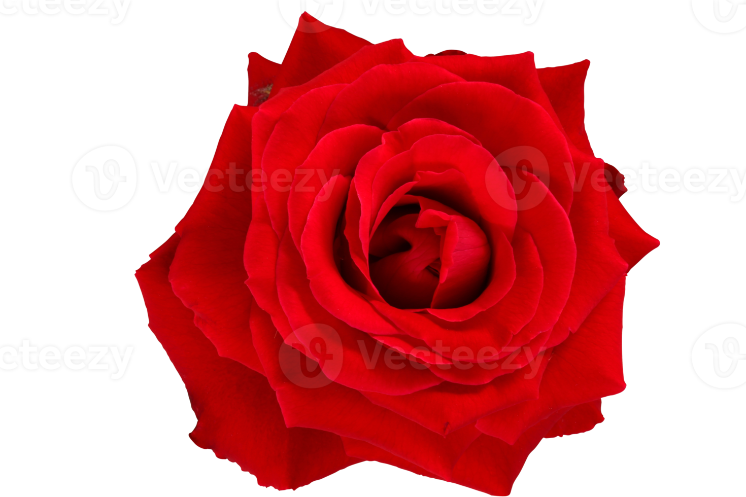 Red rose isolated with path. png