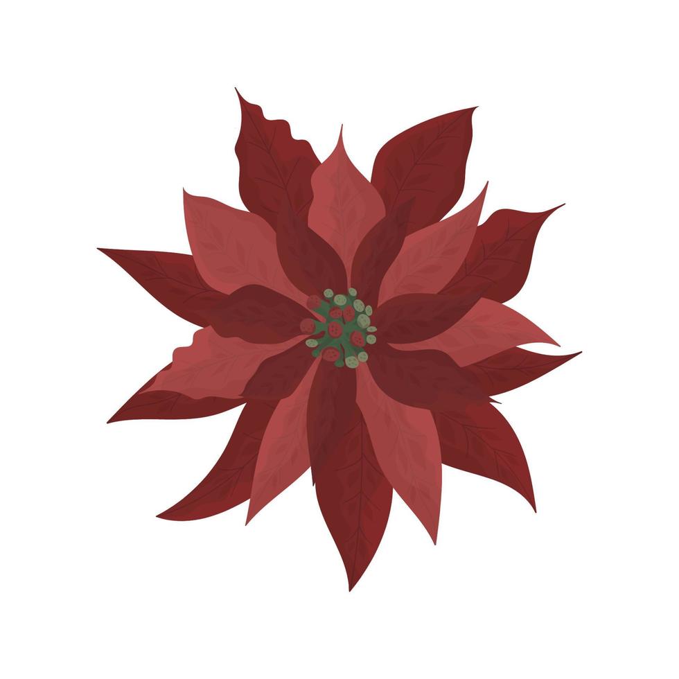 Hand Drawn Christmas Poinsettia flower. Christmas star flower vector