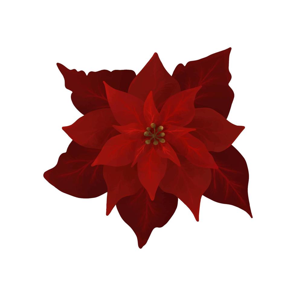 flor de nochebuena de navidad acuarela dibujada a mano. flor estrella de navidad vector