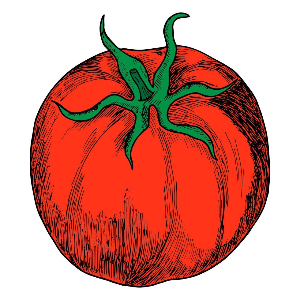 A tomato highlighted on a white background. Realistic vector illustration drawn by hand