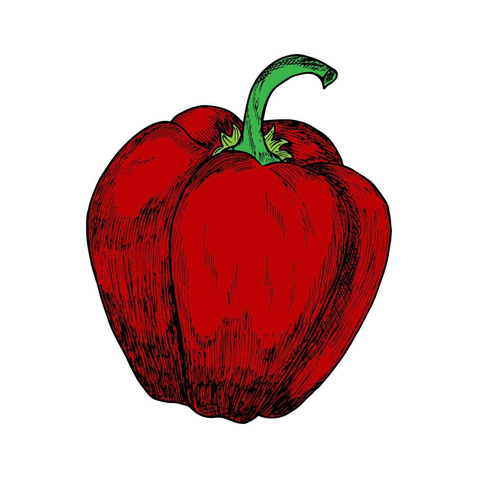 Red bell pepper.Hand-drawn colorful illustration isolated on a white background. vector
