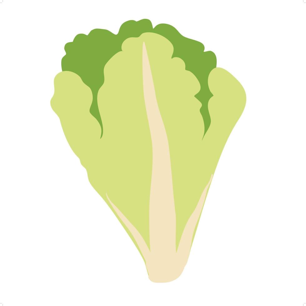 Lettuce leaves flat art vector