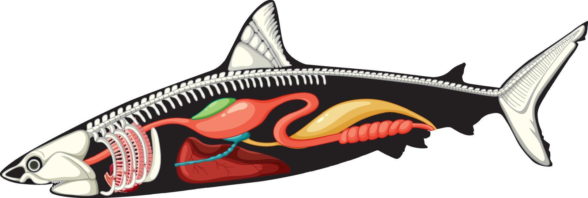 Internal anatomy of shark vector