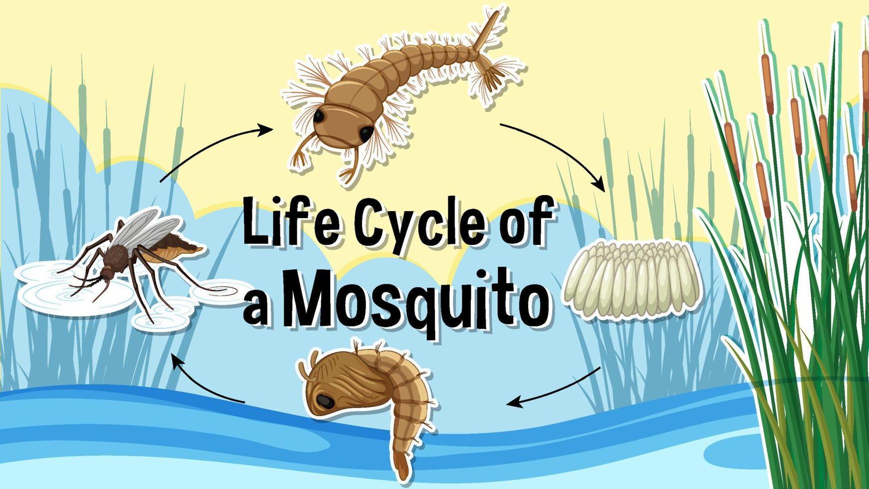 Thumbnail design with life cycle of a mosquito vector