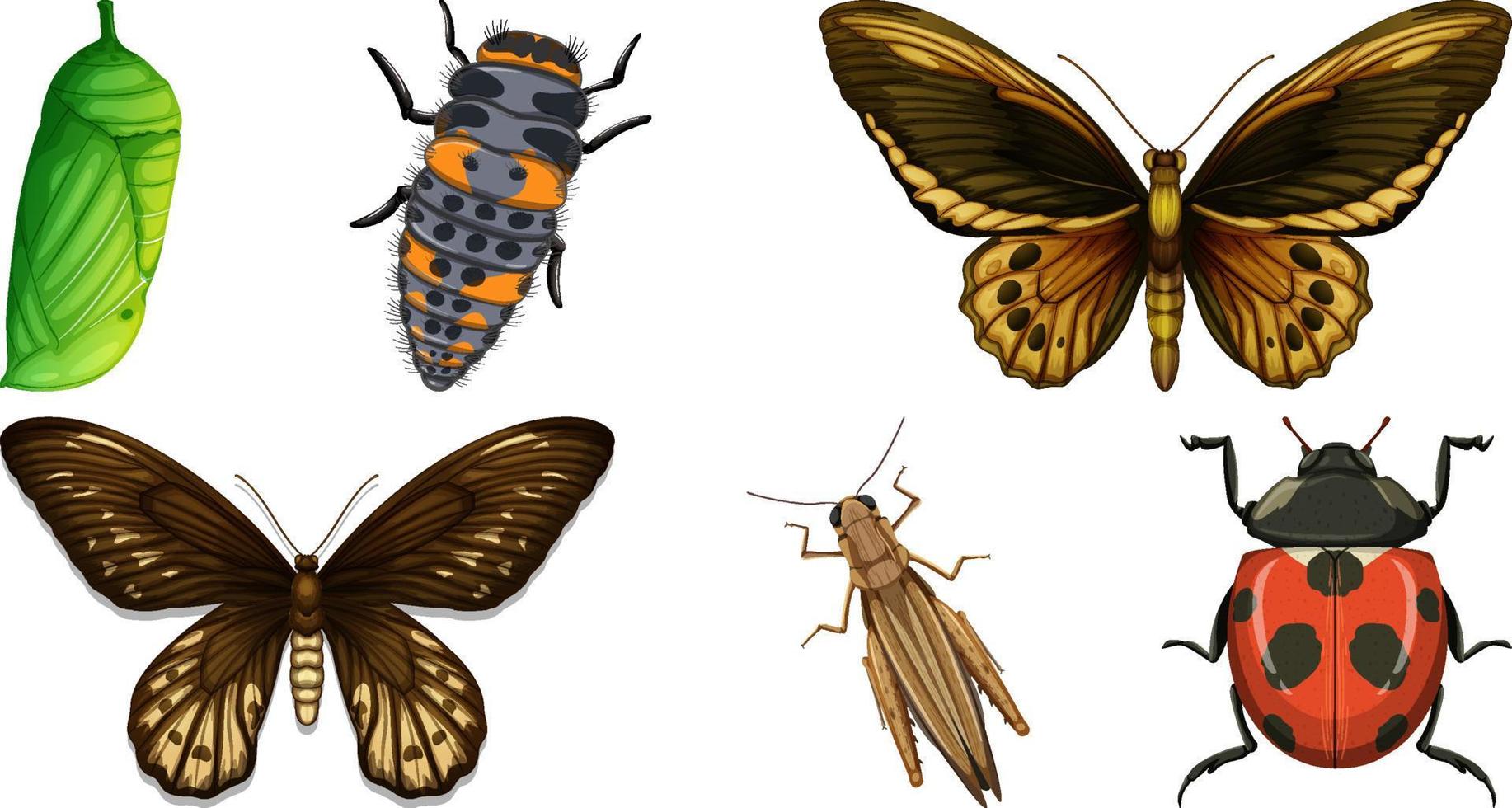 Collection of different insects vector