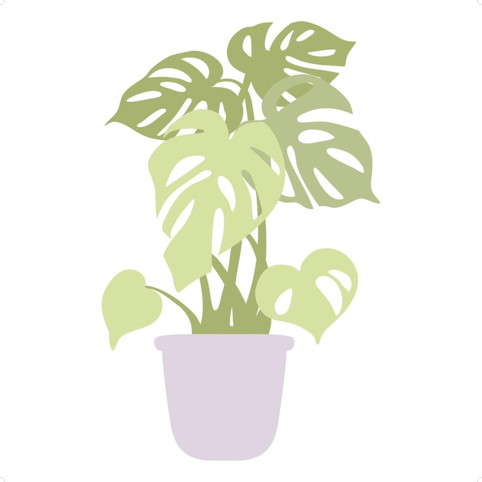 monstera plant flat art vector