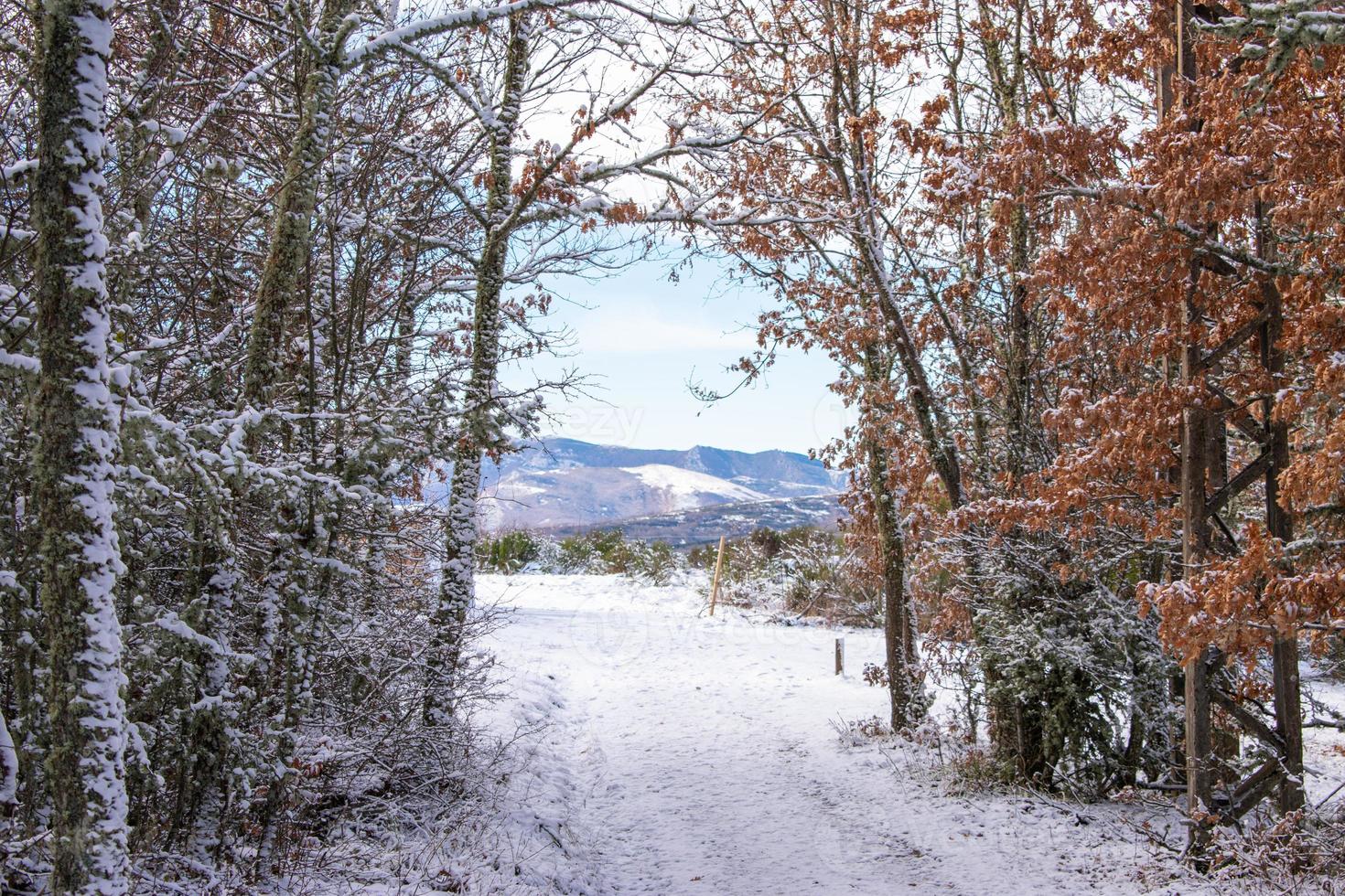 bosque de montaña cubierto de nieve con cielo azul foto