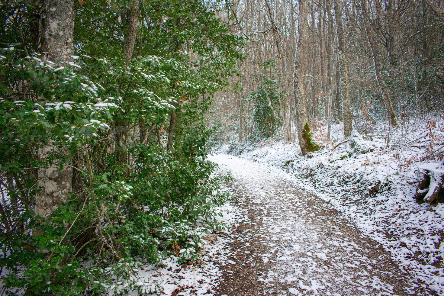 camino blanco cubierto de nieve en el bosque de montaña foto
