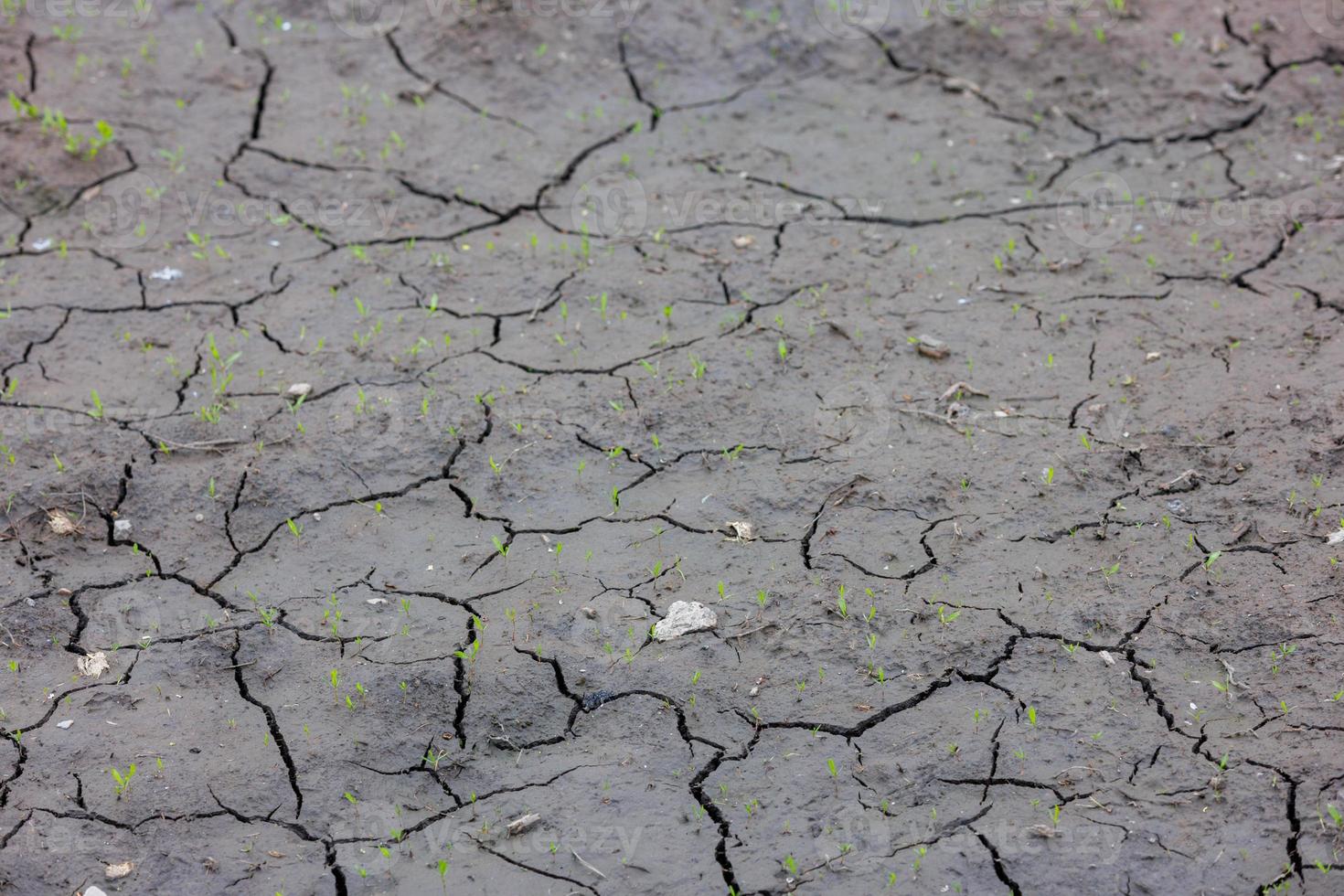 drying dirt with cracks and green sprouts full-frame background photo