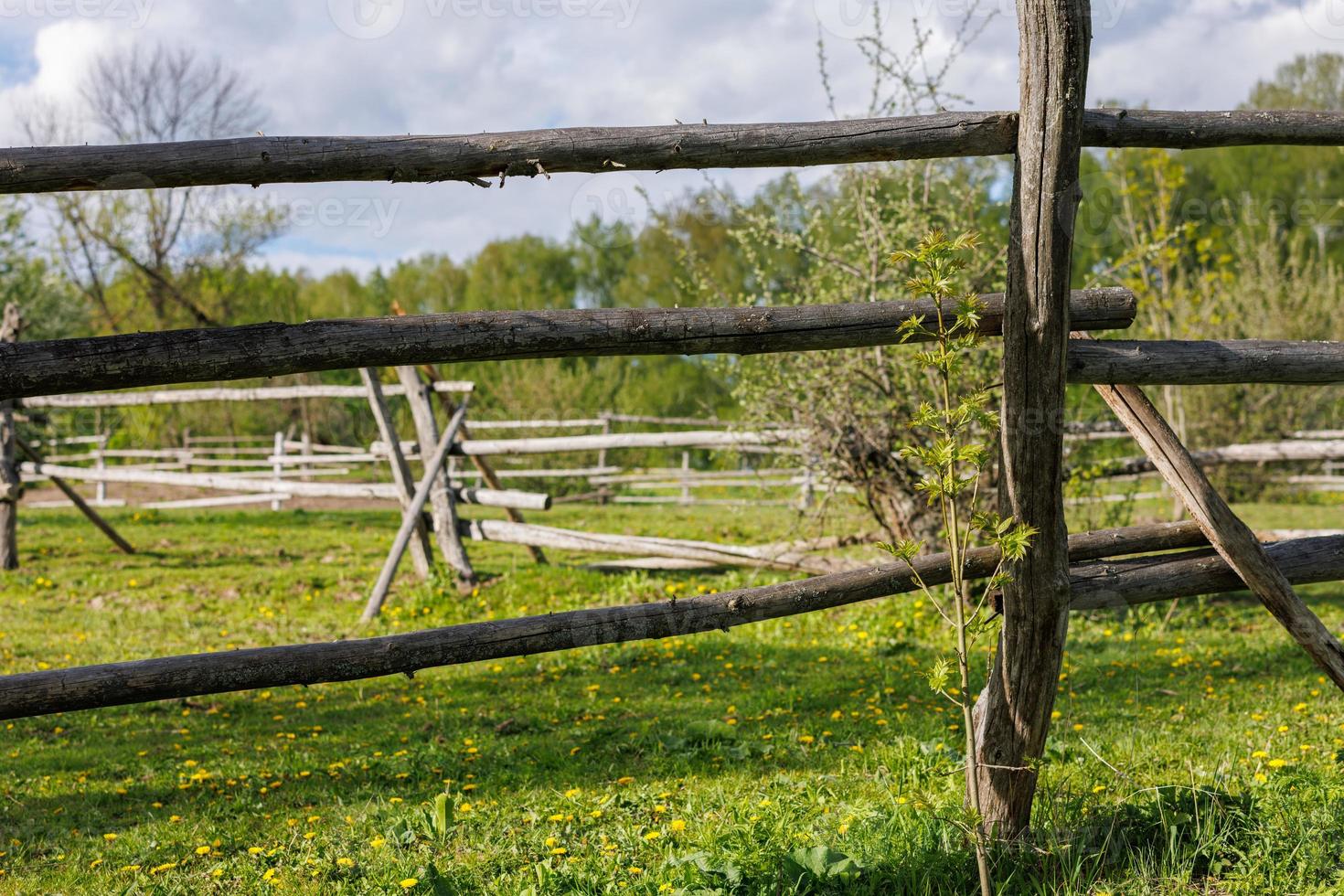 rustic gray thin log fence at summer day photo