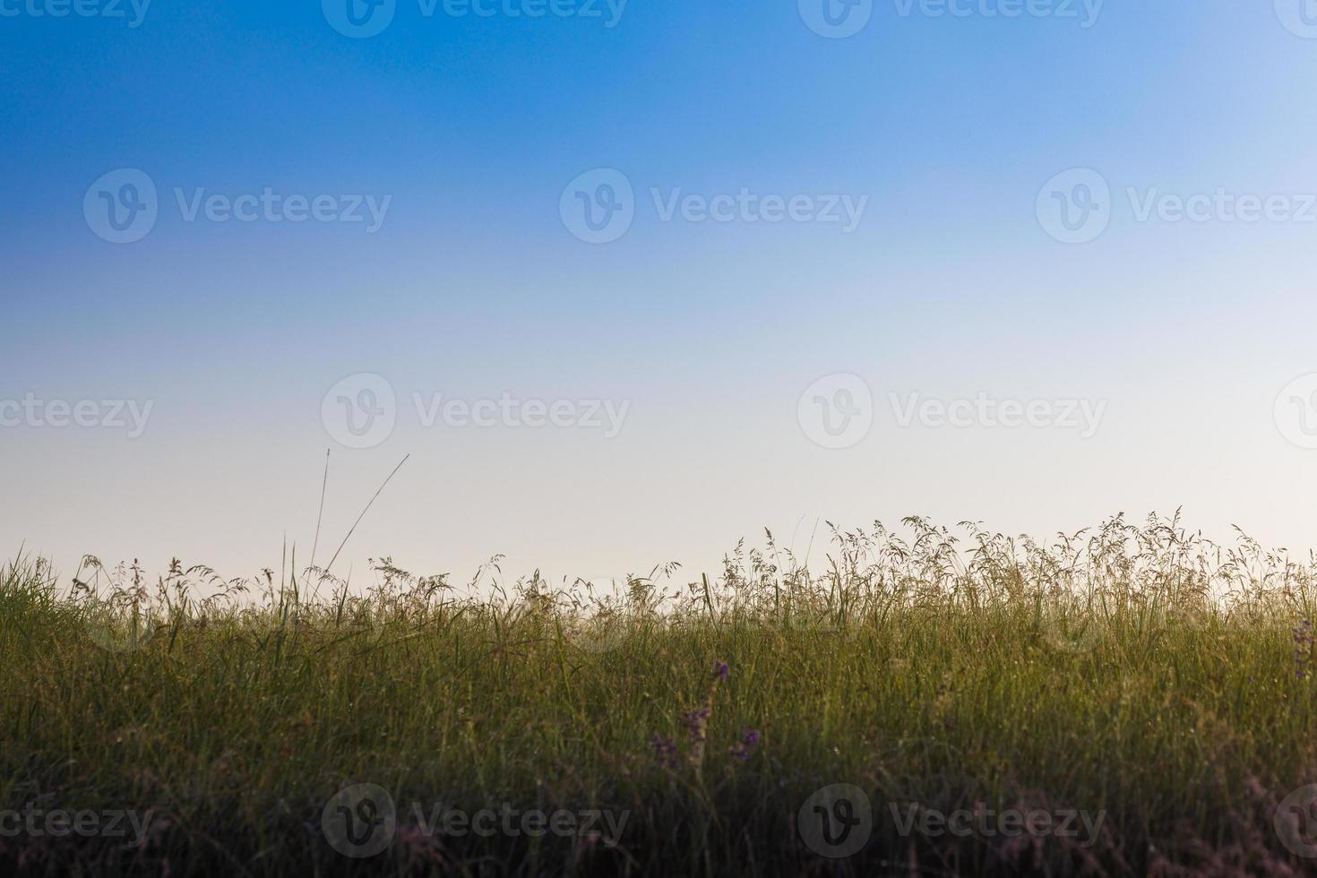 morning wild tall grass field with clear blue sky background, selective focus photo