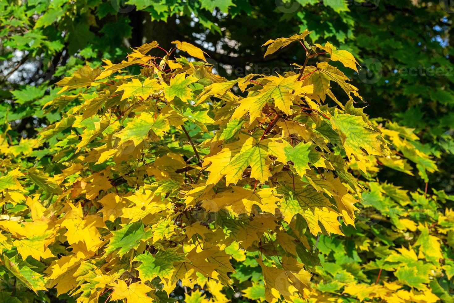 autumn maple leaves in yellow-green tones - close with bokeh photo