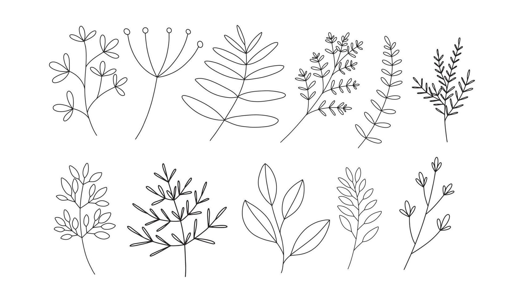 Hand Drawn Botanicals Vector Illustration Doodles