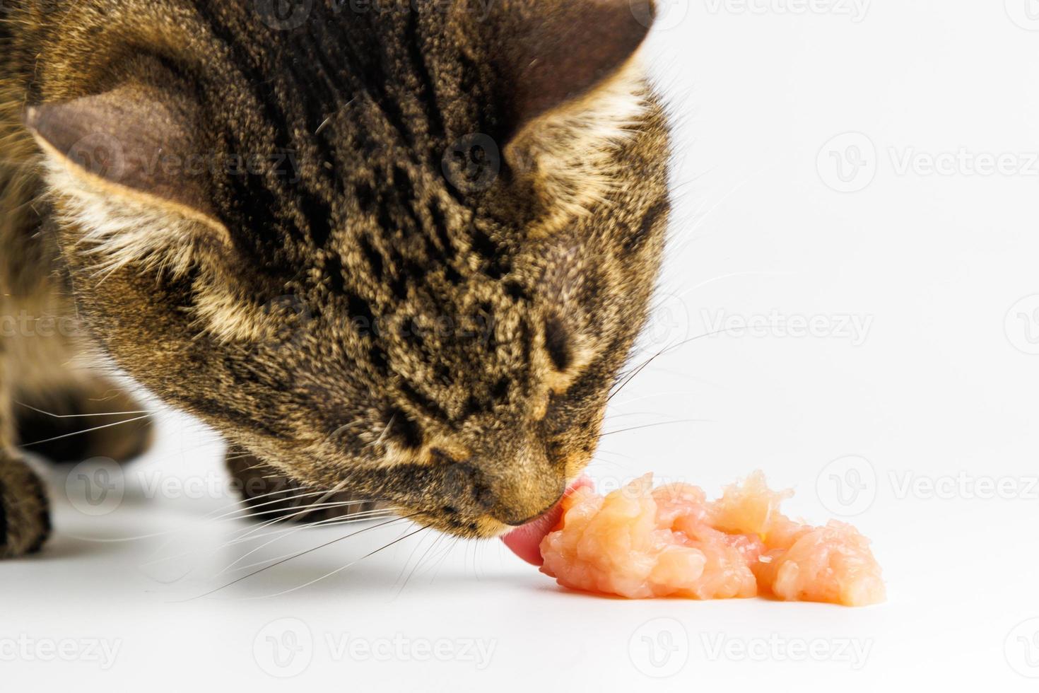 tabby cat eating raw chicken meat on white background photo