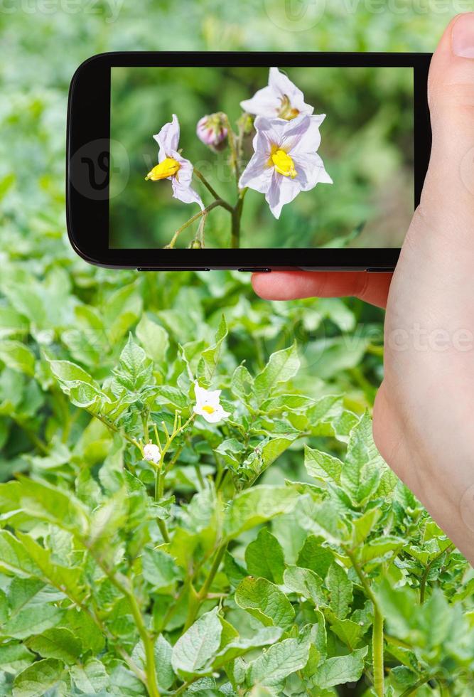 tourist photographs of potato flowers on field photo